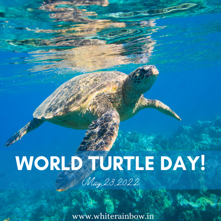 World Turtle Day and Special Content